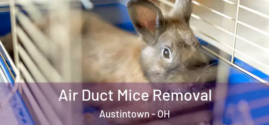  Air Duct Mice Removal Austintown - OH